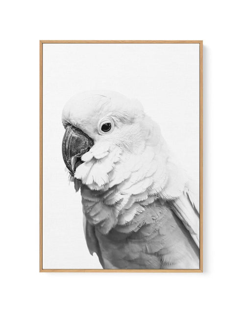 Cockatoo | B&W | Framed Canvas-CANVAS-You can shop wall art online with Olive et Oriel for everything from abstract art to fun kids wall art. Our beautiful modern art prints and canvas art are available from large canvas prints to wall art paintings and our proudly Australian artwork collection offers only the highest quality framed large wall art and canvas art Australia - You can buy fashion photography prints or Hampton print posters and paintings on canvas from Olive et Oriel and have them d