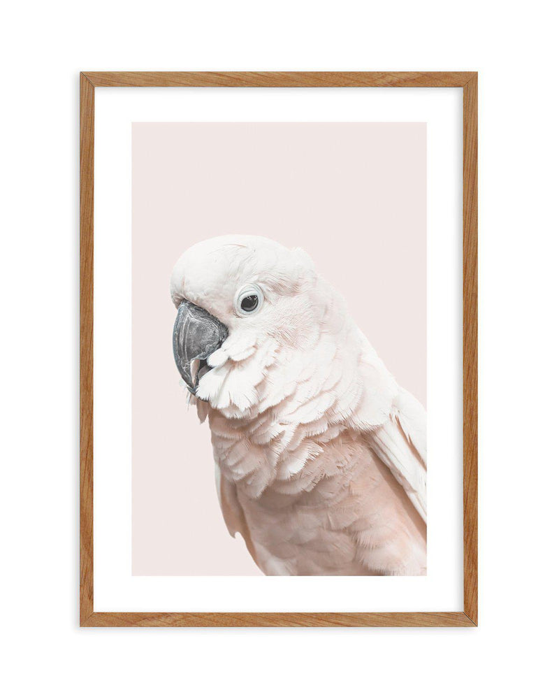 Cockatoo on Blush Art Print-PRINT-Olive et Oriel-Olive et Oriel-50x70 cm | 19.6" x 27.5"-Walnut-With White Border-Buy-Australian-Art-Prints-Online-with-Olive-et-Oriel-Your-Artwork-Specialists-Austrailia-Decorate-With-Coastal-Photo-Wall-Art-Prints-From-Our-Beach-House-Artwork-Collection-Fine-Poster-and-Framed-Artwork