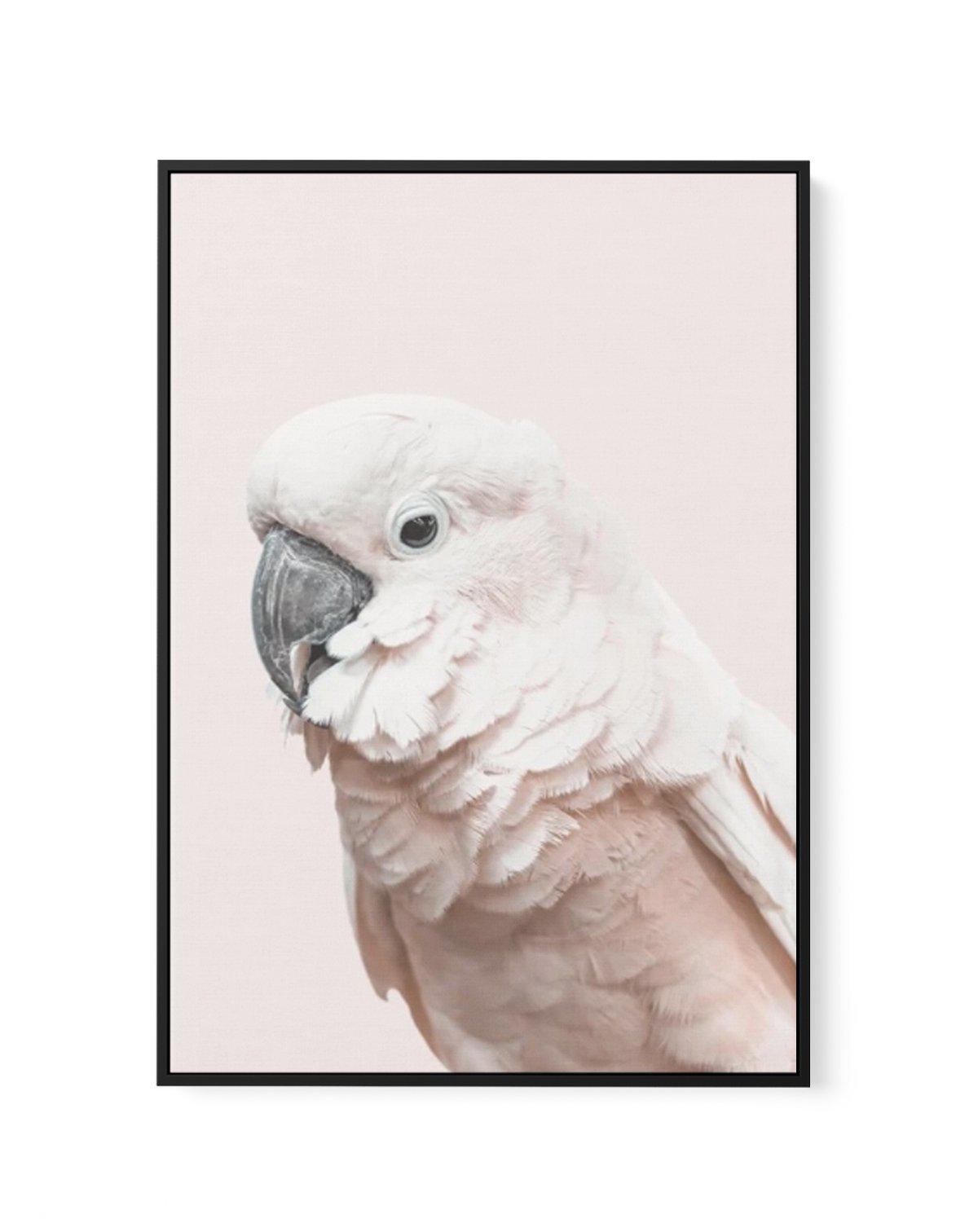 Cockatoo on Blush | Framed Canvas-CANVAS-You can shop wall art online with Olive et Oriel for everything from abstract art to fun kids wall art. Our beautiful modern art prints and canvas art are available from large canvas prints to wall art paintings and our proudly Australian artwork collection offers only the highest quality framed large wall art and canvas art Australia - You can buy fashion photography prints or Hampton print posters and paintings on canvas from Olive et Oriel and have the