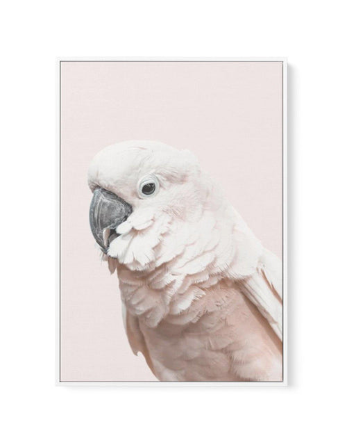 Cockatoo on Blush | Framed Canvas-CANVAS-You can shop wall art online with Olive et Oriel for everything from abstract art to fun kids wall art. Our beautiful modern art prints and canvas art are available from large canvas prints to wall art paintings and our proudly Australian artwork collection offers only the highest quality framed large wall art and canvas art Australia - You can buy fashion photography prints or Hampton print posters and paintings on canvas from Olive et Oriel and have the