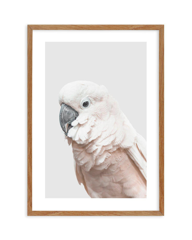 Cockatoo on Grey Art Print-PRINT-Olive et Oriel-Olive et Oriel-50x70 cm | 19.6" x 27.5"-Walnut-With White Border-Buy-Australian-Art-Prints-Online-with-Olive-et-Oriel-Your-Artwork-Specialists-Austrailia-Decorate-With-Coastal-Photo-Wall-Art-Prints-From-Our-Beach-House-Artwork-Collection-Fine-Poster-and-Framed-Artwork