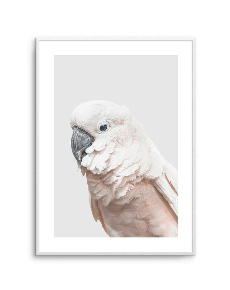 Cockatoo on Grey Art Print-PRINT-Olive et Oriel-Olive et Oriel-A5 | 5.8" x 8.3" | 14.8 x 21cm-Unframed Art Print-With White Border-Buy-Australian-Art-Prints-Online-with-Olive-et-Oriel-Your-Artwork-Specialists-Austrailia-Decorate-With-Coastal-Photo-Wall-Art-Prints-From-Our-Beach-House-Artwork-Collection-Fine-Poster-and-Framed-Artwork