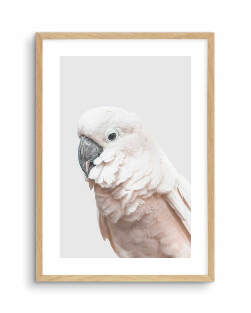 Cockatoo on Grey Art Print-PRINT-Olive et Oriel-Olive et Oriel-A5 | 5.8" x 8.3" | 14.8 x 21cm-Oak-With White Border-Buy-Australian-Art-Prints-Online-with-Olive-et-Oriel-Your-Artwork-Specialists-Austrailia-Decorate-With-Coastal-Photo-Wall-Art-Prints-From-Our-Beach-House-Artwork-Collection-Fine-Poster-and-Framed-Artwork