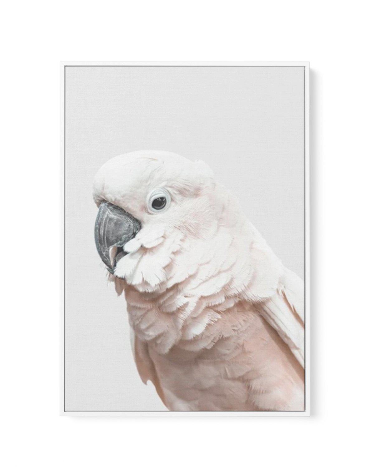 Cockatoo on Grey | Framed Canvas-CANVAS-You can shop wall art online with Olive et Oriel for everything from abstract art to fun kids wall art. Our beautiful modern art prints and canvas art are available from large canvas prints to wall art paintings and our proudly Australian artwork collection offers only the highest quality framed large wall art and canvas art Australia - You can buy fashion photography prints or Hampton print posters and paintings on canvas from Olive et Oriel and have them