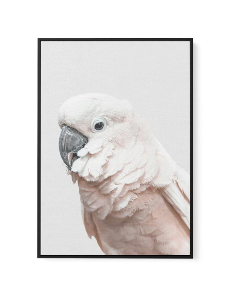 Cockatoo on Grey | Framed Canvas-CANVAS-You can shop wall art online with Olive et Oriel for everything from abstract art to fun kids wall art. Our beautiful modern art prints and canvas art are available from large canvas prints to wall art paintings and our proudly Australian artwork collection offers only the highest quality framed large wall art and canvas art Australia - You can buy fashion photography prints or Hampton print posters and paintings on canvas from Olive et Oriel and have them