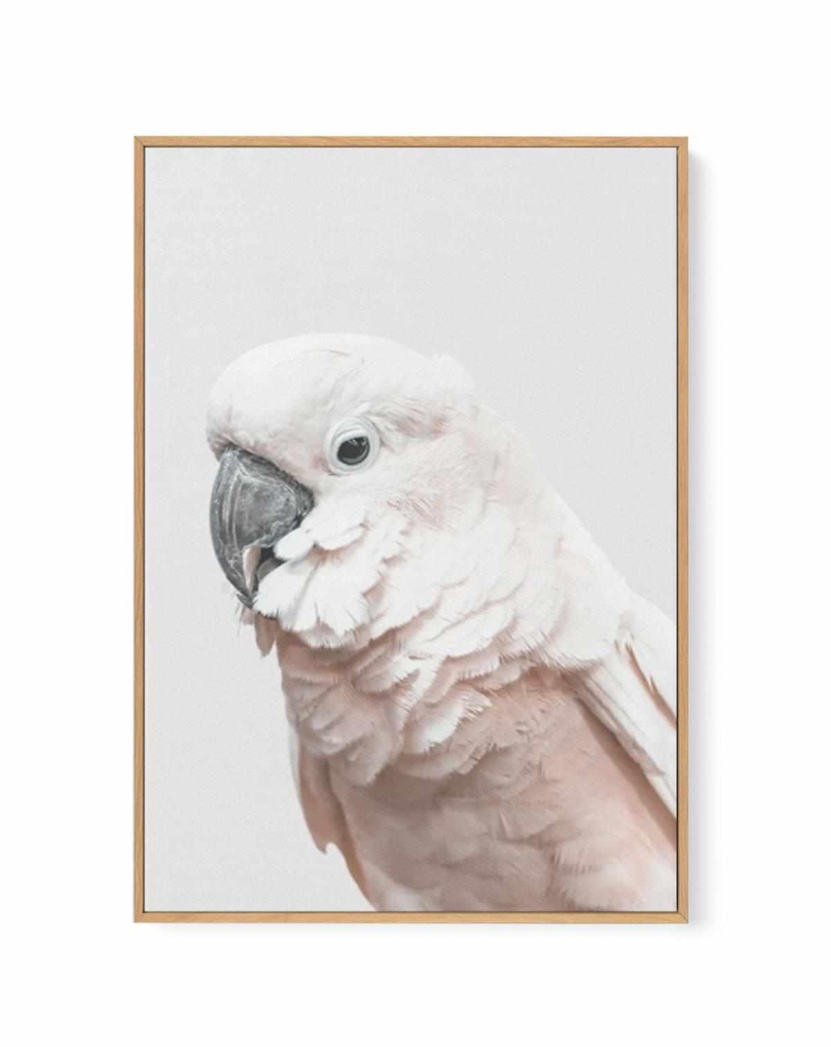 Cockatoo on Grey | Framed Canvas