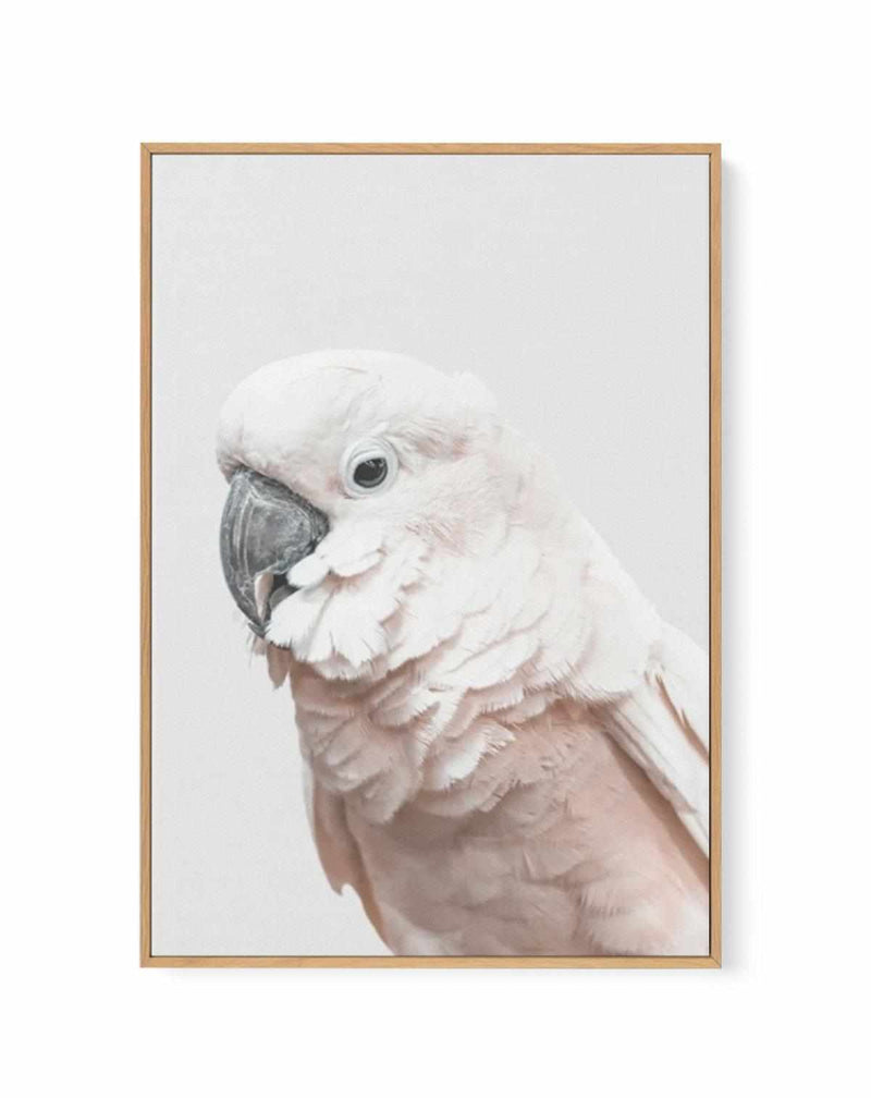 Cockatoo on Grey | Framed Canvas