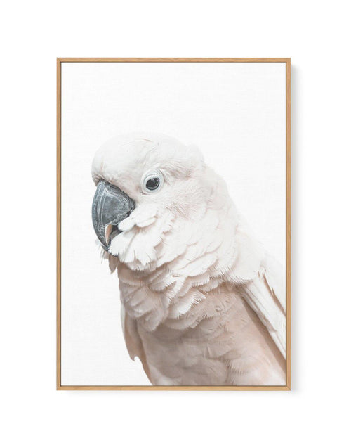 Cockatoo on White | Framed Canvas-CANVAS-You can shop wall art online with Olive et Oriel for everything from abstract art to fun kids wall art. Our beautiful modern art prints and canvas art are available from large canvas prints to wall art paintings and our proudly Australian artwork collection offers only the highest quality framed large wall art and canvas art Australia - You can buy fashion photography prints or Hampton print posters and paintings on canvas from Olive et Oriel and have the