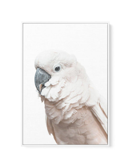 Cockatoo on White | Framed Canvas-CANVAS-You can shop wall art online with Olive et Oriel for everything from abstract art to fun kids wall art. Our beautiful modern art prints and canvas art are available from large canvas prints to wall art paintings and our proudly Australian artwork collection offers only the highest quality framed large wall art and canvas art Australia - You can buy fashion photography prints or Hampton print posters and paintings on canvas from Olive et Oriel and have the