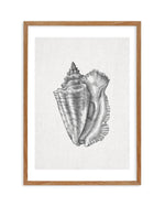 Conch Shell on Linen Art Print-PRINT-Olive et Oriel-Olive et Oriel-50x70 cm | 19.6" x 27.5"-Walnut-With White Border-Buy-Australian-Art-Prints-Online-with-Olive-et-Oriel-Your-Artwork-Specialists-Austrailia-Decorate-With-Coastal-Photo-Wall-Art-Prints-From-Our-Beach-House-Artwork-Collection-Fine-Poster-and-Framed-Artwork