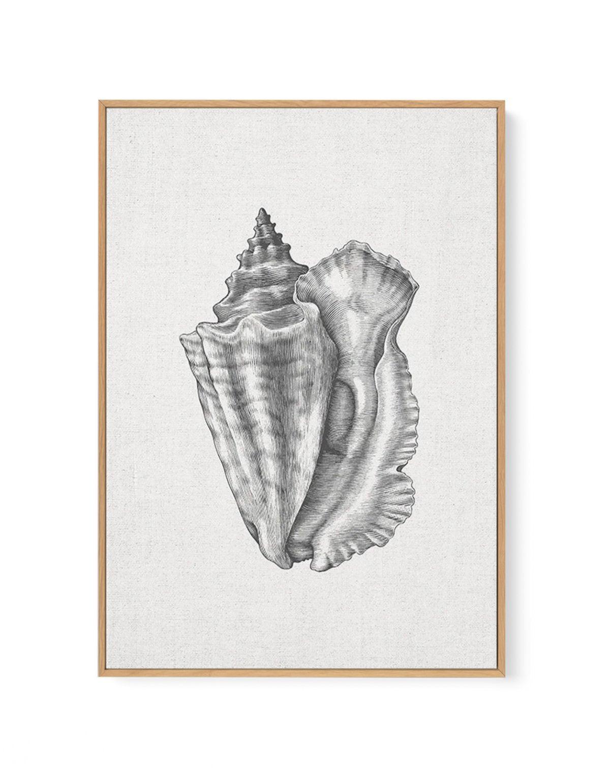 Conch Shell on Linen | Framed Canvas-CANVAS-You can shop wall art online with Olive et Oriel for everything from abstract art to fun kids wall art. Our beautiful modern art prints and canvas art are available from large canvas prints to wall art paintings and our proudly Australian artwork collection offers only the highest quality framed large wall art and canvas art Australia - You can buy fashion photography prints or Hampton print posters and paintings on canvas from Olive et Oriel and have 