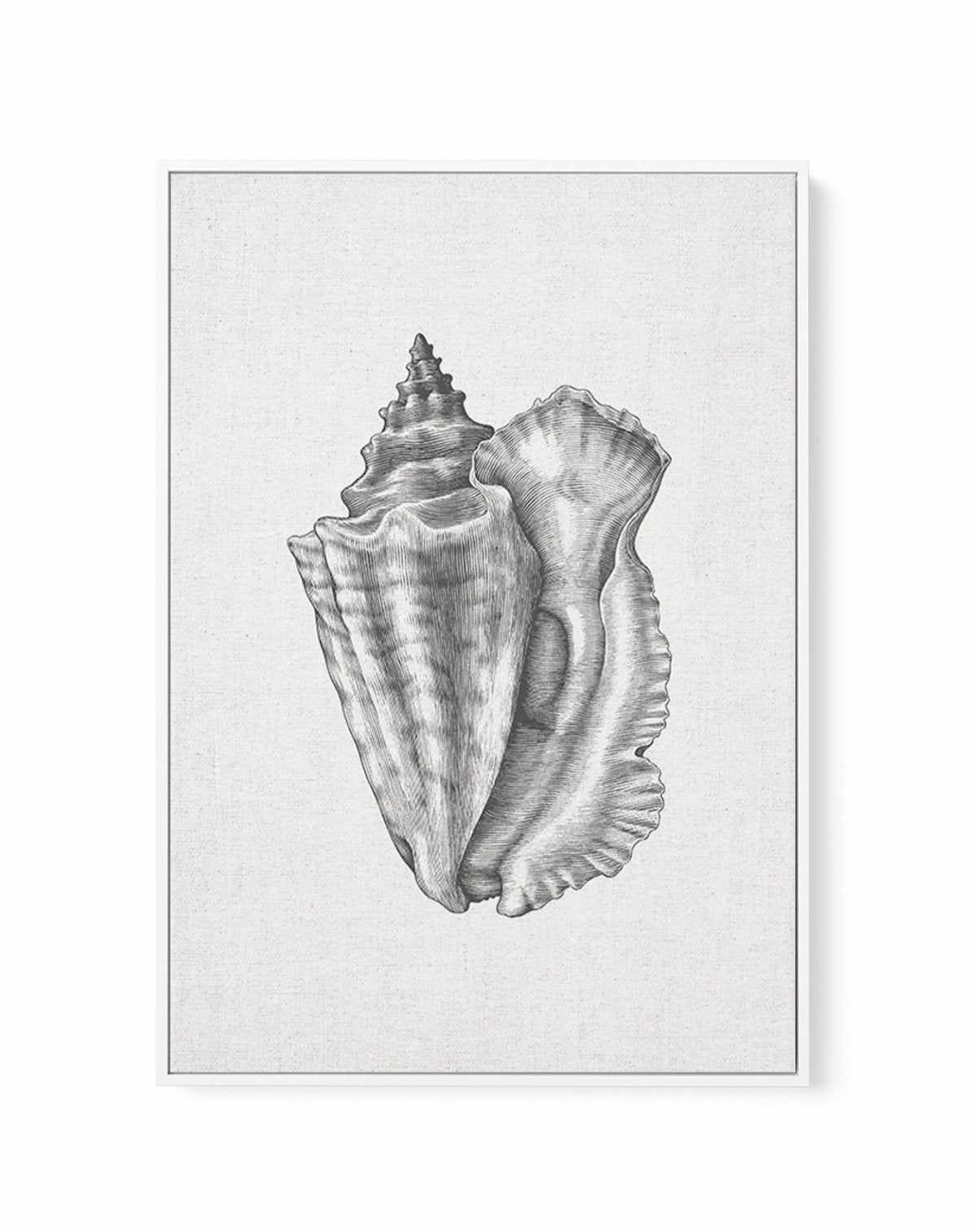 Conch Shell on Linen | Framed Canvas-CANVAS-You can shop wall art online with Olive et Oriel for everything from abstract art to fun kids wall art. Our beautiful modern art prints and canvas art are available from large canvas prints to wall art paintings and our proudly Australian artwork collection offers only the highest quality framed large wall art and canvas art Australia - You can buy fashion photography prints or Hampton print posters and paintings on canvas from Olive et Oriel and have 