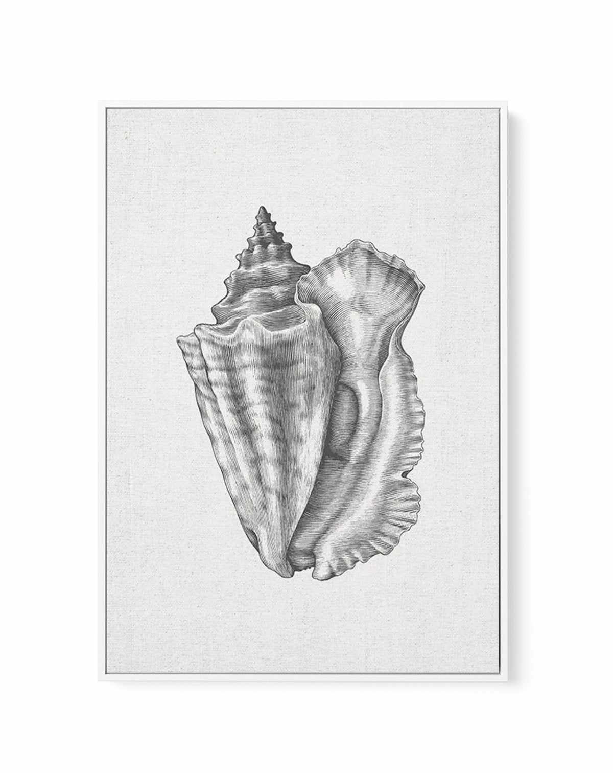 Conch Shell on Linen | Framed Canvas-CANVAS-You can shop wall art online with Olive et Oriel for everything from abstract art to fun kids wall art. Our beautiful modern art prints and canvas art are available from large canvas prints to wall art paintings and our proudly Australian artwork collection offers only the highest quality framed large wall art and canvas art Australia - You can buy fashion photography prints or Hampton print posters and paintings on canvas from Olive et Oriel and have 