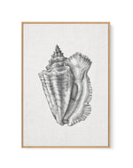 Conch Shell on Linen | Framed Canvas-CANVAS-You can shop wall art online with Olive et Oriel for everything from abstract art to fun kids wall art. Our beautiful modern art prints and canvas art are available from large canvas prints to wall art paintings and our proudly Australian artwork collection offers only the highest quality framed large wall art and canvas art Australia - You can buy fashion photography prints or Hampton print posters and paintings on canvas from Olive et Oriel and have 