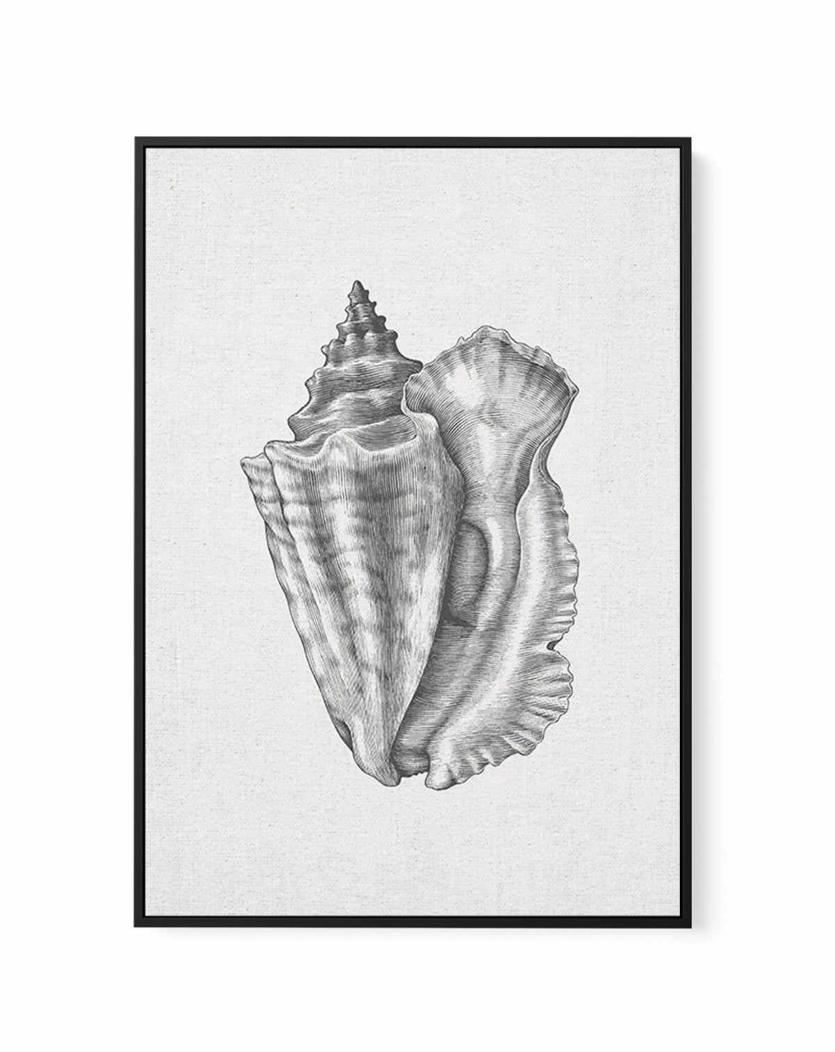 Conch Shell on Linen | Framed Canvas-CANVAS-You can shop wall art online with Olive et Oriel for everything from abstract art to fun kids wall art. Our beautiful modern art prints and canvas art are available from large canvas prints to wall art paintings and our proudly Australian artwork collection offers only the highest quality framed large wall art and canvas art Australia - You can buy fashion photography prints or Hampton print posters and paintings on canvas from Olive et Oriel and have 