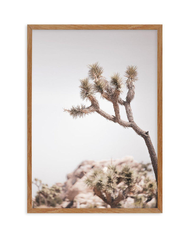 Cool Joshua Tree I | PT Art Print-PRINT-Olive et Oriel-Olive et Oriel-50x70 cm | 19.6" x 27.5"-Walnut-With White Border-Buy-Australian-Art-Prints-Online-with-Olive-et-Oriel-Your-Artwork-Specialists-Austrailia-Decorate-With-Coastal-Photo-Wall-Art-Prints-From-Our-Beach-House-Artwork-Collection-Fine-Poster-and-Framed-Artwork