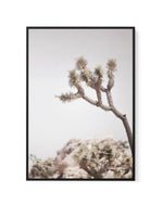 Cool Joshua Tree I | PT | Framed Canvas-CANVAS-You can shop wall art online with Olive et Oriel for everything from abstract art to fun kids wall art. Our beautiful modern art prints and canvas art are available from large canvas prints to wall art paintings and our proudly Australian artwork collection offers only the highest quality framed large wall art and canvas art Australia - You can buy fashion photography prints or Hampton print posters and paintings on canvas from Olive et Oriel and ha