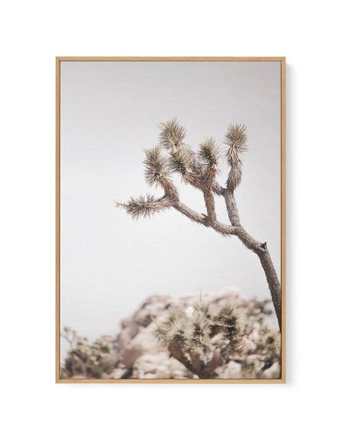 Cool Joshua Tree I | PT | Framed Canvas-CANVAS-You can shop wall art online with Olive et Oriel for everything from abstract art to fun kids wall art. Our beautiful modern art prints and canvas art are available from large canvas prints to wall art paintings and our proudly Australian artwork collection offers only the highest quality framed large wall art and canvas art Australia - You can buy fashion photography prints or Hampton print posters and paintings on canvas from Olive et Oriel and ha