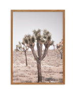 Cool Joshua Tree II | PT Art Print-PRINT-Olive et Oriel-Olive et Oriel-50x70 cm | 19.6" x 27.5"-Walnut-With White Border-Buy-Australian-Art-Prints-Online-with-Olive-et-Oriel-Your-Artwork-Specialists-Austrailia-Decorate-With-Coastal-Photo-Wall-Art-Prints-From-Our-Beach-House-Artwork-Collection-Fine-Poster-and-Framed-Artwork