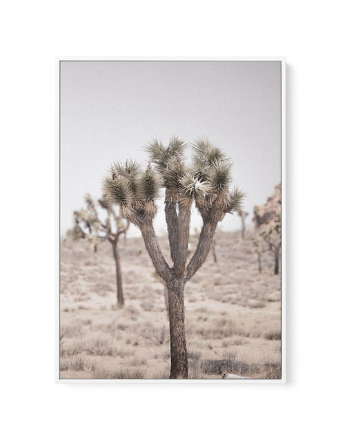 Cool Joshua Tree II | PT | Framed Canvas-CANVAS-You can shop wall art online with Olive et Oriel for everything from abstract art to fun kids wall art. Our beautiful modern art prints and canvas art are available from large canvas prints to wall art paintings and our proudly Australian artwork collection offers only the highest quality framed large wall art and canvas art Australia - You can buy fashion photography prints or Hampton print posters and paintings on canvas from Olive et Oriel and h