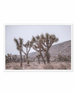 Cool Joshua Tree | LS Art Print-PRINT-Olive et Oriel-Olive et Oriel-A4 | 8.3" x 11.7" | 21 x 29.7cm-White-With White Border-Buy-Australian-Art-Prints-Online-with-Olive-et-Oriel-Your-Artwork-Specialists-Austrailia-Decorate-With-Coastal-Photo-Wall-Art-Prints-From-Our-Beach-House-Artwork-Collection-Fine-Poster-and-Framed-Artwork