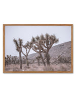 Cool Joshua Tree | LS Art Print-PRINT-Olive et Oriel-Olive et Oriel-50x70 cm | 19.6" x 27.5"-Walnut-With White Border-Buy-Australian-Art-Prints-Online-with-Olive-et-Oriel-Your-Artwork-Specialists-Austrailia-Decorate-With-Coastal-Photo-Wall-Art-Prints-From-Our-Beach-House-Artwork-Collection-Fine-Poster-and-Framed-Artwork