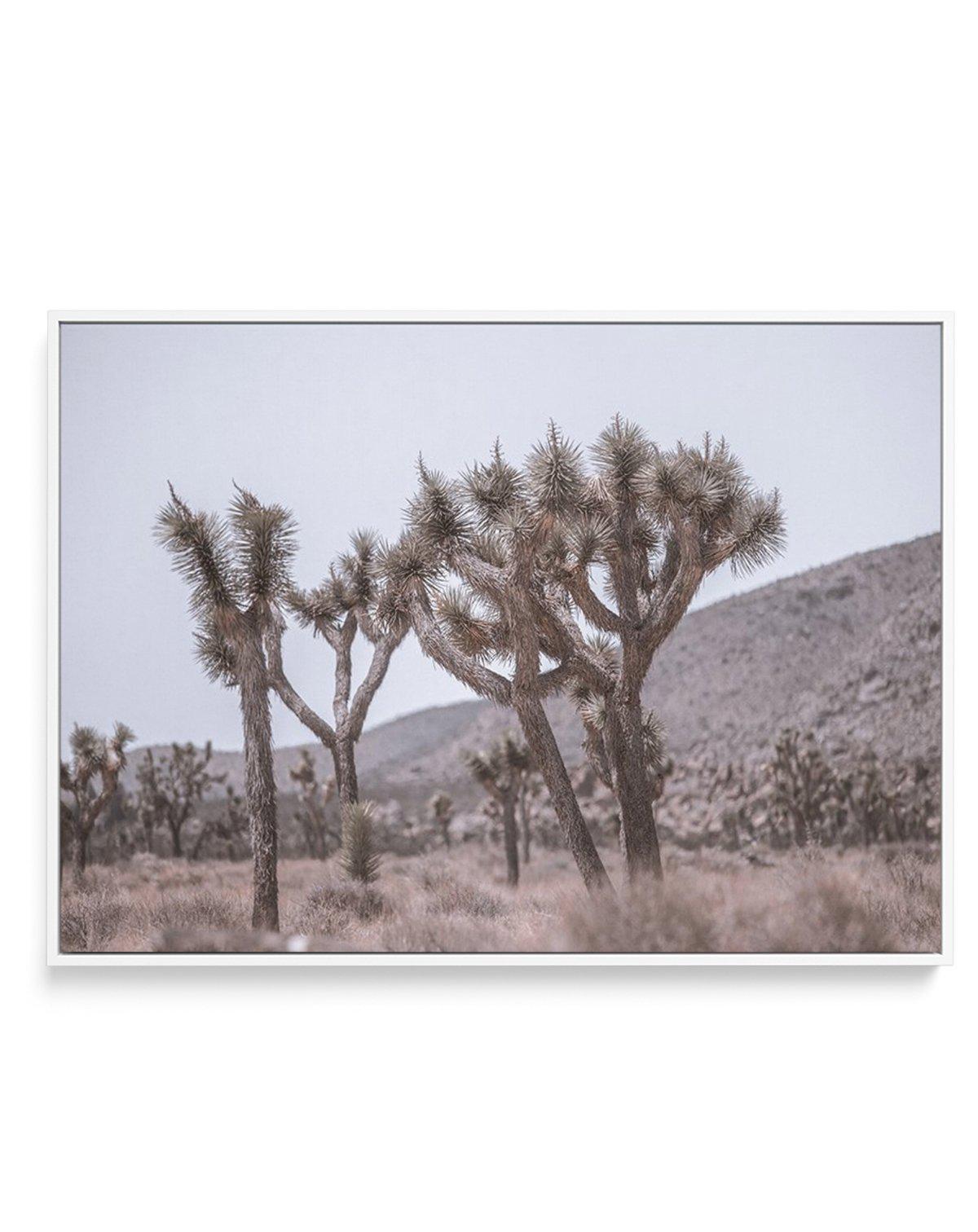 Cool Joshua Tree | LS | Framed Canvas-CANVAS-You can shop wall art online with Olive et Oriel for everything from abstract art to fun kids wall art. Our beautiful modern art prints and canvas art are available from large canvas prints to wall art paintings and our proudly Australian artwork collection offers only the highest quality framed large wall art and canvas art Australia - You can buy fashion photography prints or Hampton print posters and paintings on canvas from Olive et Oriel and have