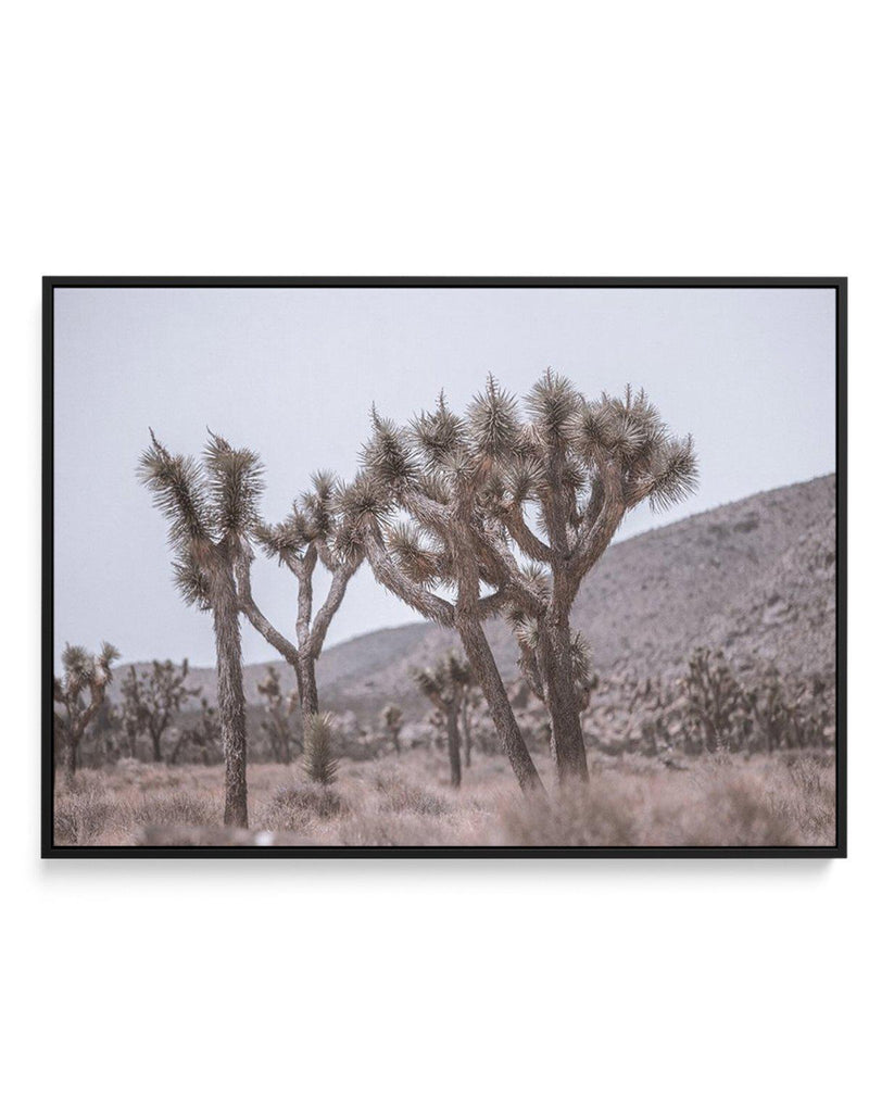 Cool Joshua Tree | LS | Framed Canvas-CANVAS-You can shop wall art online with Olive et Oriel for everything from abstract art to fun kids wall art. Our beautiful modern art prints and canvas art are available from large canvas prints to wall art paintings and our proudly Australian artwork collection offers only the highest quality framed large wall art and canvas art Australia - You can buy fashion photography prints or Hampton print posters and paintings on canvas from Olive et Oriel and have