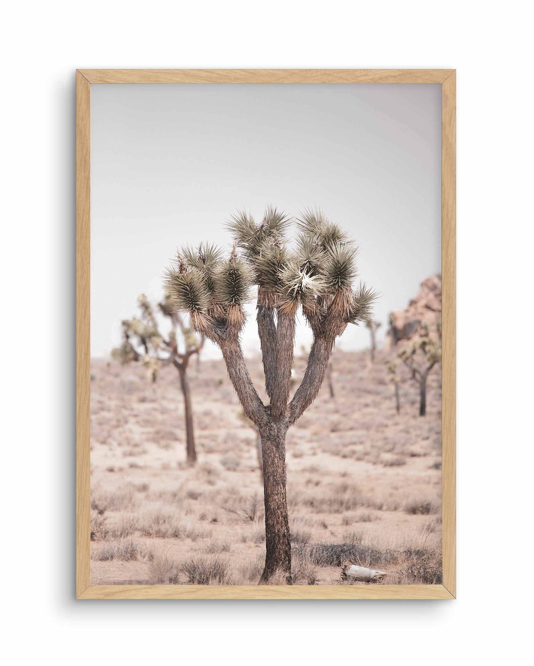 Cool Joshua Tree II | PT Art Print-PRINT-Olive et Oriel-Olive et Oriel-A4 | 8.3" x 11.7" | 21 x 29.7cm-Oak-With White Border-Buy-Australian-Art-Prints-Online-with-Olive-et-Oriel-Your-Artwork-Specialists-Austrailia-Decorate-With-Coastal-Photo-Wall-Art-Prints-From-Our-Beach-House-Artwork-Collection-Fine-Poster-and-Framed-Artwork