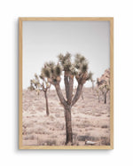 Cool Joshua Tree II | PT Art Print-PRINT-Olive et Oriel-Olive et Oriel-A4 | 8.3" x 11.7" | 21 x 29.7cm-Oak-With White Border-Buy-Australian-Art-Prints-Online-with-Olive-et-Oriel-Your-Artwork-Specialists-Austrailia-Decorate-With-Coastal-Photo-Wall-Art-Prints-From-Our-Beach-House-Artwork-Collection-Fine-Poster-and-Framed-Artwork