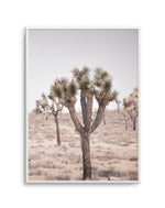 Cool Joshua Tree II | PT Art Print-PRINT-Olive et Oriel-Olive et Oriel-A4 | 8.3" x 11.7" | 21 x 29.7cm-Unframed Art Print-With White Border-Buy-Australian-Art-Prints-Online-with-Olive-et-Oriel-Your-Artwork-Specialists-Austrailia-Decorate-With-Coastal-Photo-Wall-Art-Prints-From-Our-Beach-House-Artwork-Collection-Fine-Poster-and-Framed-Artwork