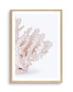 Coral II | Right Art Print-PRINT-Olive et Oriel-Olive et Oriel-A5 | 5.8" x 8.3" | 14.8 x 21cm-Oak-With White Border-Buy-Australian-Art-Prints-Online-with-Olive-et-Oriel-Your-Artwork-Specialists-Austrailia-Decorate-With-Coastal-Photo-Wall-Art-Prints-From-Our-Beach-House-Artwork-Collection-Fine-Poster-and-Framed-Artwork