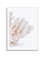 Coral II | Right Art Print-PRINT-Olive et Oriel-Olive et Oriel-A5 | 5.8" x 8.3" | 14.8 x 21cm-Unframed Art Print-With White Border-Buy-Australian-Art-Prints-Online-with-Olive-et-Oriel-Your-Artwork-Specialists-Austrailia-Decorate-With-Coastal-Photo-Wall-Art-Prints-From-Our-Beach-House-Artwork-Collection-Fine-Poster-and-Framed-Artwork