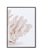 Coral II | Right | Framed Canvas-CANVAS-You can shop wall art online with Olive et Oriel for everything from abstract art to fun kids wall art. Our beautiful modern art prints and canvas art are available from large canvas prints to wall art paintings and our proudly Australian artwork collection offers only the highest quality framed large wall art and canvas art Australia - You can buy fashion photography prints or Hampton print posters and paintings on canvas from Olive et Oriel and have them
