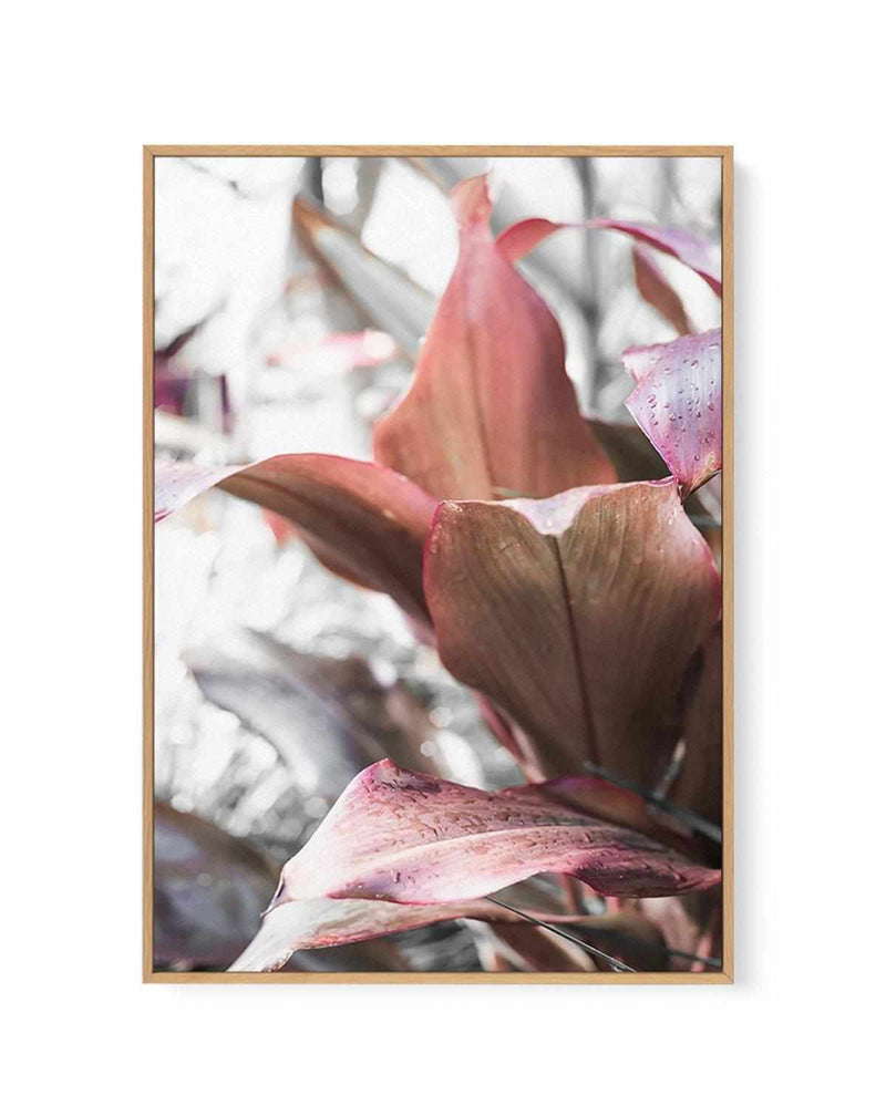 Cordyline Plant | Framed Canvas Art Print