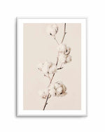 Cotton In Bloom Art Print-PRINT-Olive et Oriel-Olive et Oriel-A5 | 5.8" x 8.3" | 14.8 x 21cm-Unframed Art Print-With White Border-Buy-Australian-Art-Prints-Online-with-Olive-et-Oriel-Your-Artwork-Specialists-Austrailia-Decorate-With-Coastal-Photo-Wall-Art-Prints-From-Our-Beach-House-Artwork-Collection-Fine-Poster-and-Framed-Artwork