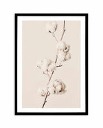 Cotton In Bloom Art Print-PRINT-Olive et Oriel-Olive et Oriel-A5 | 5.8" x 8.3" | 14.8 x 21cm-Black-With White Border-Buy-Australian-Art-Prints-Online-with-Olive-et-Oriel-Your-Artwork-Specialists-Austrailia-Decorate-With-Coastal-Photo-Wall-Art-Prints-From-Our-Beach-House-Artwork-Collection-Fine-Poster-and-Framed-Artwork