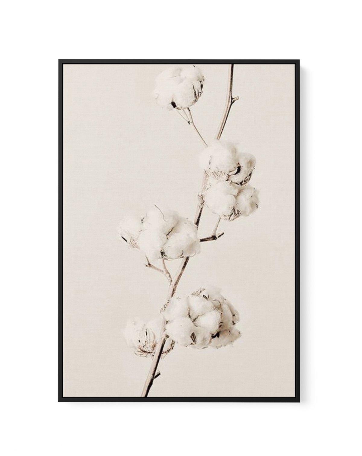 Cotton In Bloom | Framed Canvas-CANVAS-You can shop wall art online with Olive et Oriel for everything from abstract art to fun kids wall art. Our beautiful modern art prints and canvas art are available from large canvas prints to wall art paintings and our proudly Australian artwork collection offers only the highest quality framed large wall art and canvas art Australia - You can buy fashion photography prints or Hampton print posters and paintings on canvas from Olive et Oriel and have them 