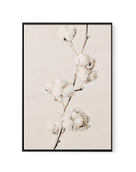 Cotton In Bloom | Framed Canvas-CANVAS-You can shop wall art online with Olive et Oriel for everything from abstract art to fun kids wall art. Our beautiful modern art prints and canvas art are available from large canvas prints to wall art paintings and our proudly Australian artwork collection offers only the highest quality framed large wall art and canvas art Australia - You can buy fashion photography prints or Hampton print posters and paintings on canvas from Olive et Oriel and have them 