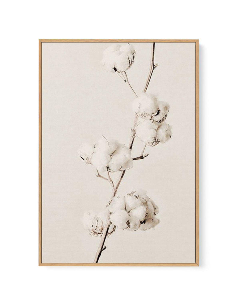 Cotton In Bloom | Framed Canvas-CANVAS-You can shop wall art online with Olive et Oriel for everything from abstract art to fun kids wall art. Our beautiful modern art prints and canvas art are available from large canvas prints to wall art paintings and our proudly Australian artwork collection offers only the highest quality framed large wall art and canvas art Australia - You can buy fashion photography prints or Hampton print posters and paintings on canvas from Olive et Oriel and have them 