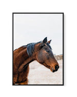 Country Horse | Framed Canvas-CANVAS-You can shop wall art online with Olive et Oriel for everything from abstract art to fun kids wall art. Our beautiful modern art prints and canvas art are available from large canvas prints to wall art paintings and our proudly Australian artwork collection offers only the highest quality framed large wall art and canvas art Australia - You can buy fashion photography prints or Hampton print posters and paintings on canvas from Olive et Oriel and have them de