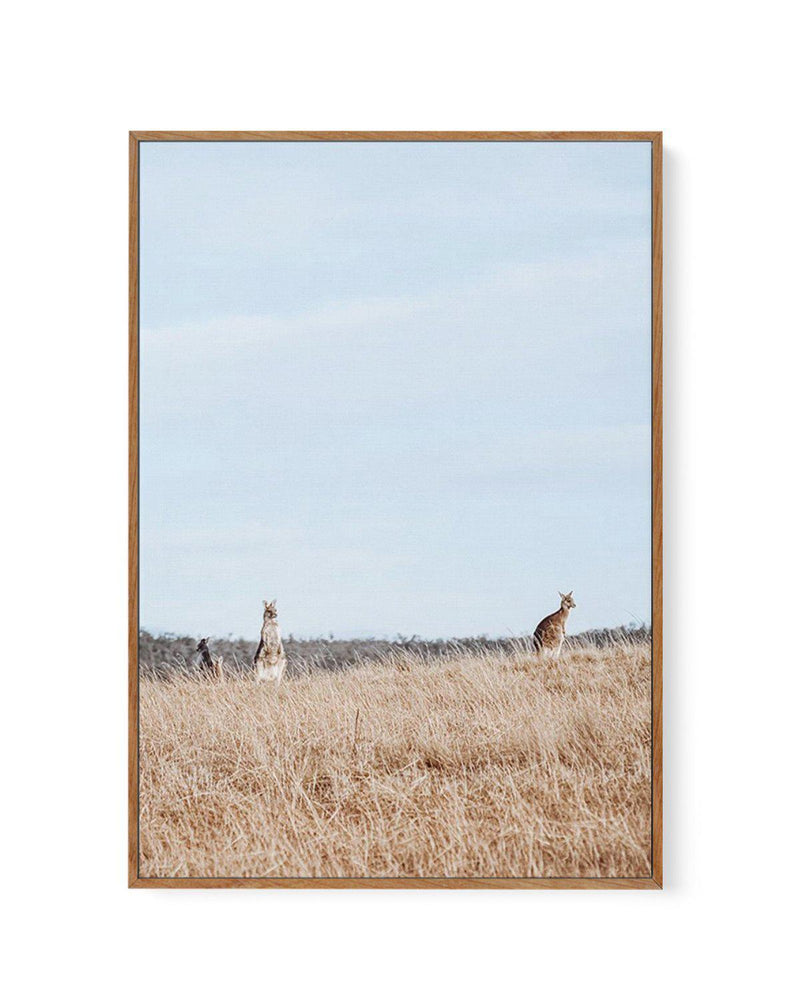 Country Kangaroo I | Framed Canvas-CANVAS-You can shop wall art online with Olive et Oriel for everything from abstract art to fun kids wall art. Our beautiful modern art prints and canvas art are available from large canvas prints to wall art paintings and our proudly Australian artwork collection offers only the highest quality framed large wall art and canvas art Australia - You can buy fashion photography prints or Hampton print posters and paintings on canvas from Olive et Oriel and have th