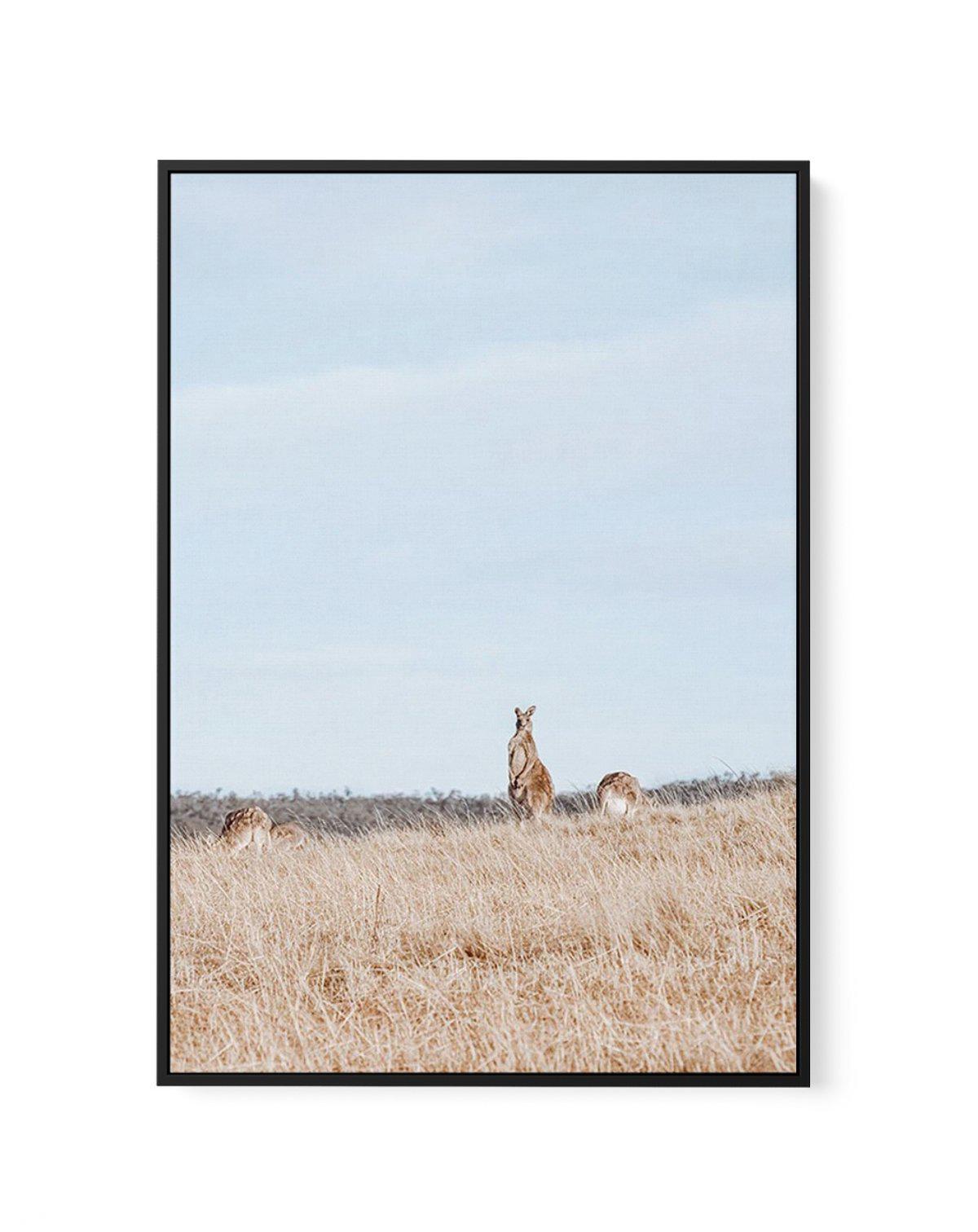 Country Kangaroo II | Framed Canvas-CANVAS-You can shop wall art online with Olive et Oriel for everything from abstract art to fun kids wall art. Our beautiful modern art prints and canvas art are available from large canvas prints to wall art paintings and our proudly Australian artwork collection offers only the highest quality framed large wall art and canvas art Australia - You can buy fashion photography prints or Hampton print posters and paintings on canvas from Olive et Oriel and have t