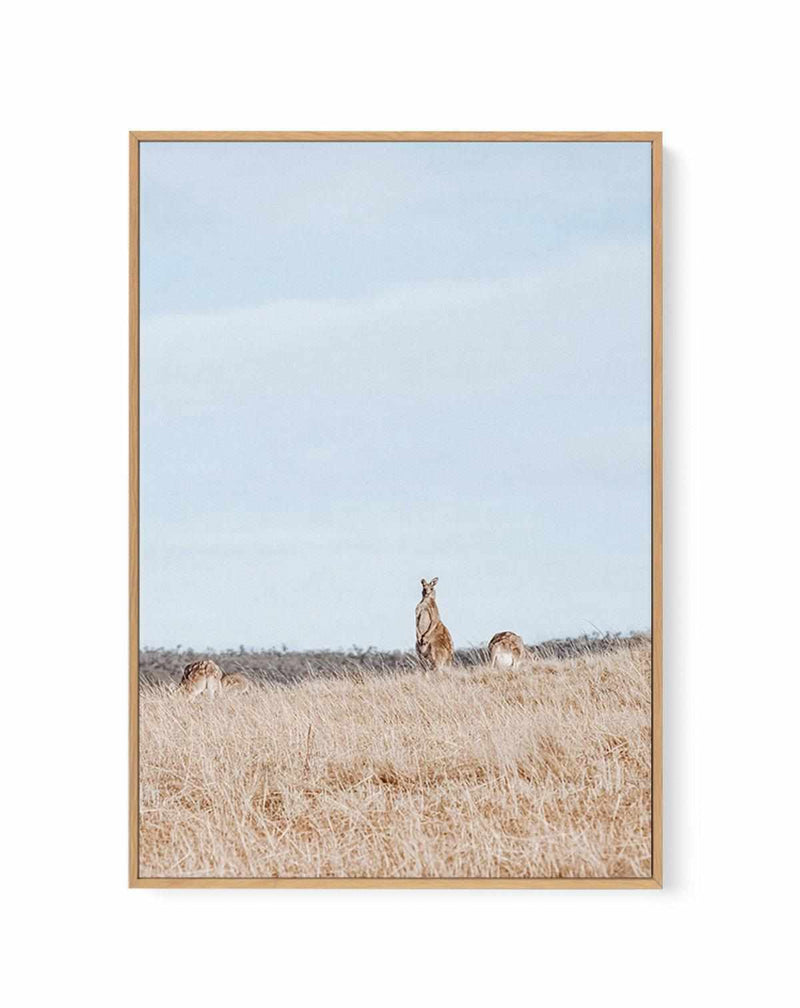 Country Kangaroo II | Framed Canvas Art Print