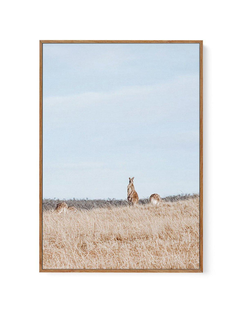 Country Kangaroo II | Framed Canvas-CANVAS-You can shop wall art online with Olive et Oriel for everything from abstract art to fun kids wall art. Our beautiful modern art prints and canvas art are available from large canvas prints to wall art paintings and our proudly Australian artwork collection offers only the highest quality framed large wall art and canvas art Australia - You can buy fashion photography prints or Hampton print posters and paintings on canvas from Olive et Oriel and have t