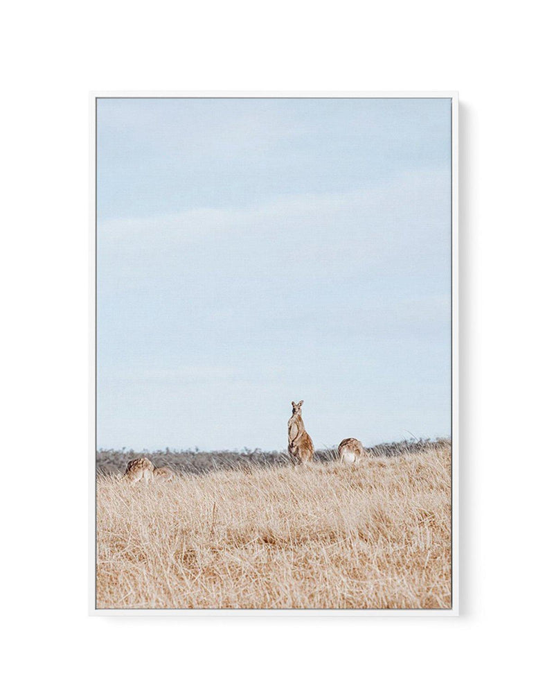 Country Kangaroo II | Framed Canvas-CANVAS-You can shop wall art online with Olive et Oriel for everything from abstract art to fun kids wall art. Our beautiful modern art prints and canvas art are available from large canvas prints to wall art paintings and our proudly Australian artwork collection offers only the highest quality framed large wall art and canvas art Australia - You can buy fashion photography prints or Hampton print posters and paintings on canvas from Olive et Oriel and have t