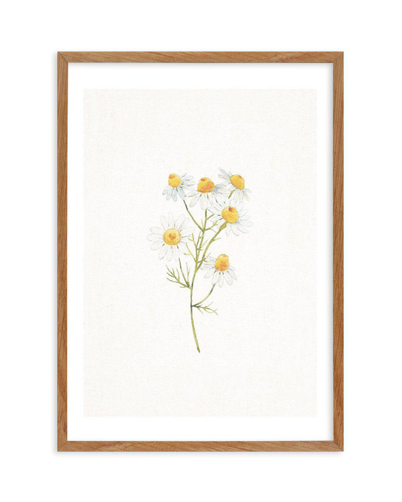 Daisies on Linen I Art Print-PRINT-Olive et Oriel-Olive et Oriel-50x70 cm | 19.6" x 27.5"-Walnut-With White Border-Buy-Australian-Art-Prints-Online-with-Olive-et-Oriel-Your-Artwork-Specialists-Austrailia-Decorate-With-Coastal-Photo-Wall-Art-Prints-From-Our-Beach-House-Artwork-Collection-Fine-Poster-and-Framed-Artwork