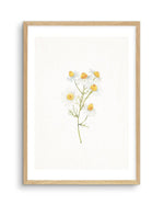 Daisies on Linen I Art Print-PRINT-Olive et Oriel-Olive et Oriel-A5 | 5.8" x 8.3" | 14.8 x 21cm-Oak-With White Border-Buy-Australian-Art-Prints-Online-with-Olive-et-Oriel-Your-Artwork-Specialists-Austrailia-Decorate-With-Coastal-Photo-Wall-Art-Prints-From-Our-Beach-House-Artwork-Collection-Fine-Poster-and-Framed-Artwork