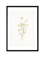 Daisies on Linen II Art Print-PRINT-Olive et Oriel-Olive et Oriel-A5 | 5.8" x 8.3" | 14.8 x 21cm-Black-With White Border-Buy-Australian-Art-Prints-Online-with-Olive-et-Oriel-Your-Artwork-Specialists-Austrailia-Decorate-With-Coastal-Photo-Wall-Art-Prints-From-Our-Beach-House-Artwork-Collection-Fine-Poster-and-Framed-Artwork