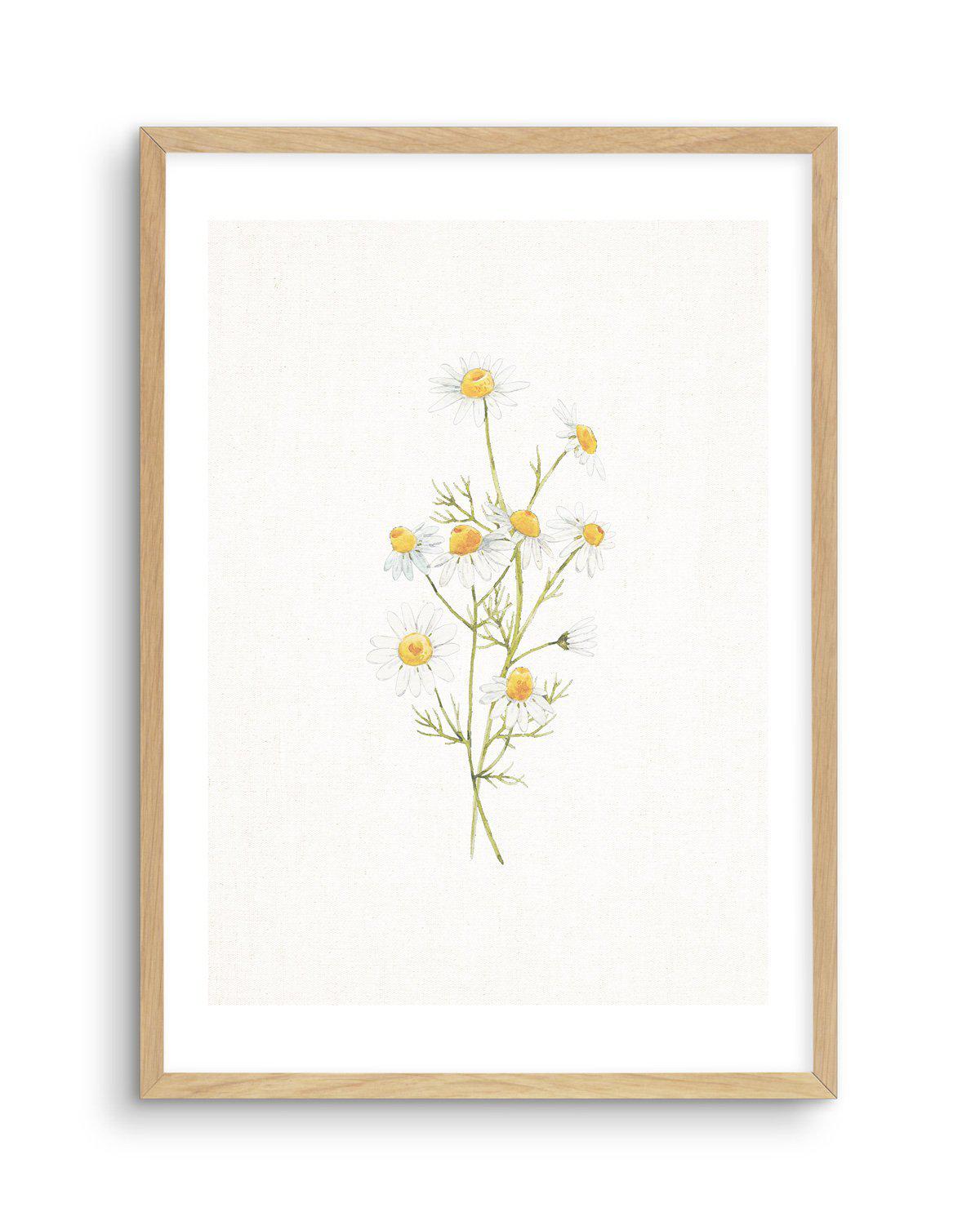 Daisies on Linen II Art Print-PRINT-Olive et Oriel-Olive et Oriel-A5 | 5.8" x 8.3" | 14.8 x 21cm-Oak-With White Border-Buy-Australian-Art-Prints-Online-with-Olive-et-Oriel-Your-Artwork-Specialists-Austrailia-Decorate-With-Coastal-Photo-Wall-Art-Prints-From-Our-Beach-House-Artwork-Collection-Fine-Poster-and-Framed-Artwork